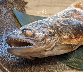 coty833's tweet image. 長い体 👱‍♂️