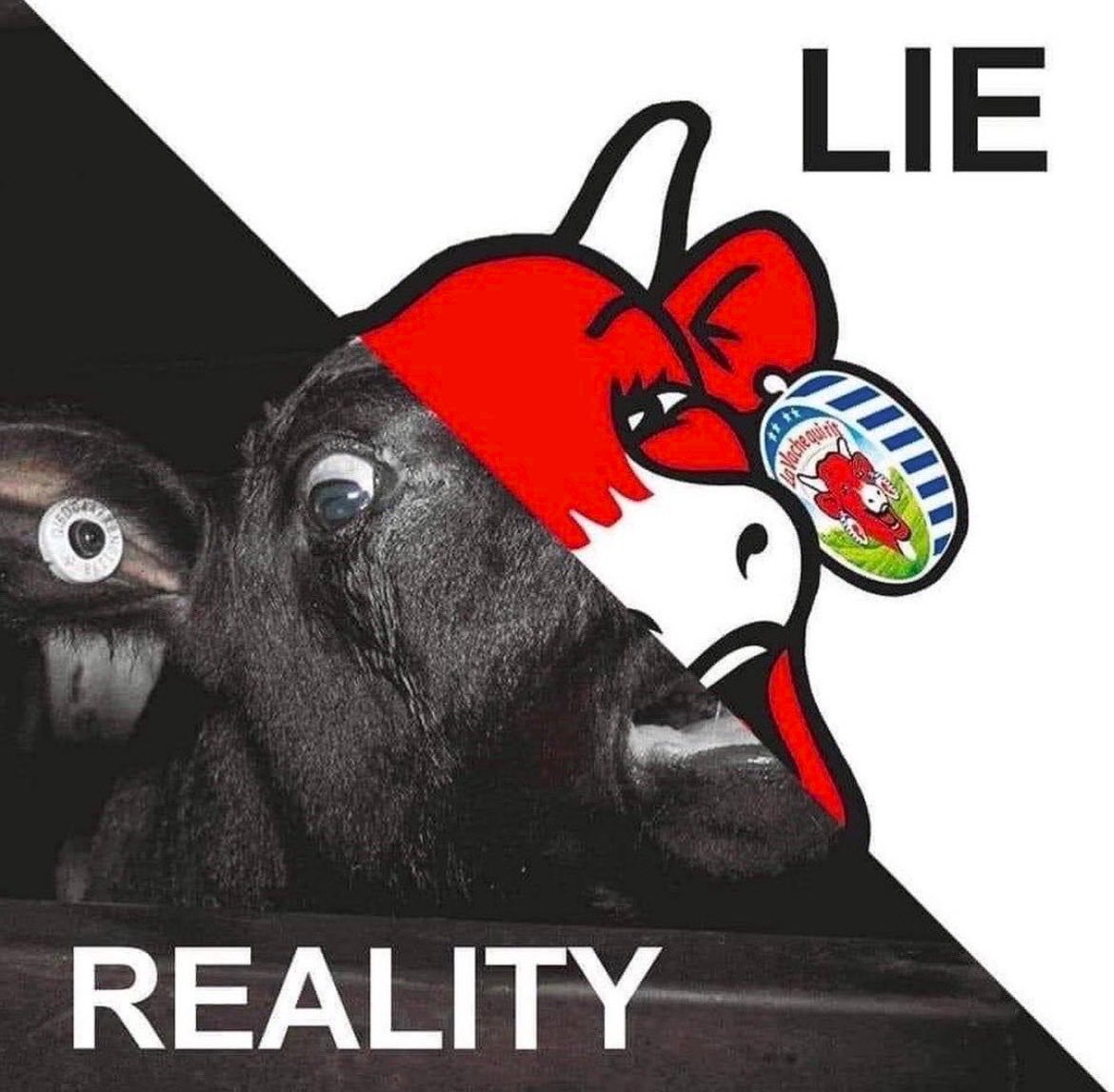 Why Aren't You Vegan? tweet media