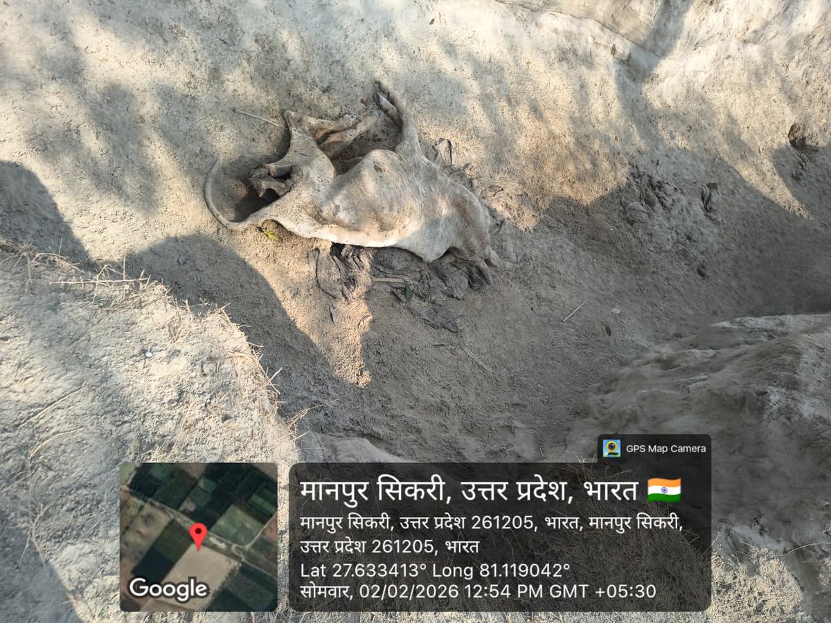 ShyamjeeSh27893's tweet photo. ब्लाक सकरन की ग्राम पंचायत मानपुर सिकरी के ग्राम पंचायत सचिव व ग्राम पंचायत प्रधान की मिली भगत से मानपुर गौशाला बनी मृत्यु शाला अगर यही रवैया रहा तो जल्द ही विश्व हिंदू परिषद बजरंग दल ब्लाक परिसर में बहुत बड़ा धरना प्रदर्शन करेगा
@CMOfficeUP 
@dm_sitapur 
@CdoSitapur 
@BdoSakran https://t.co/nEChocyM6e