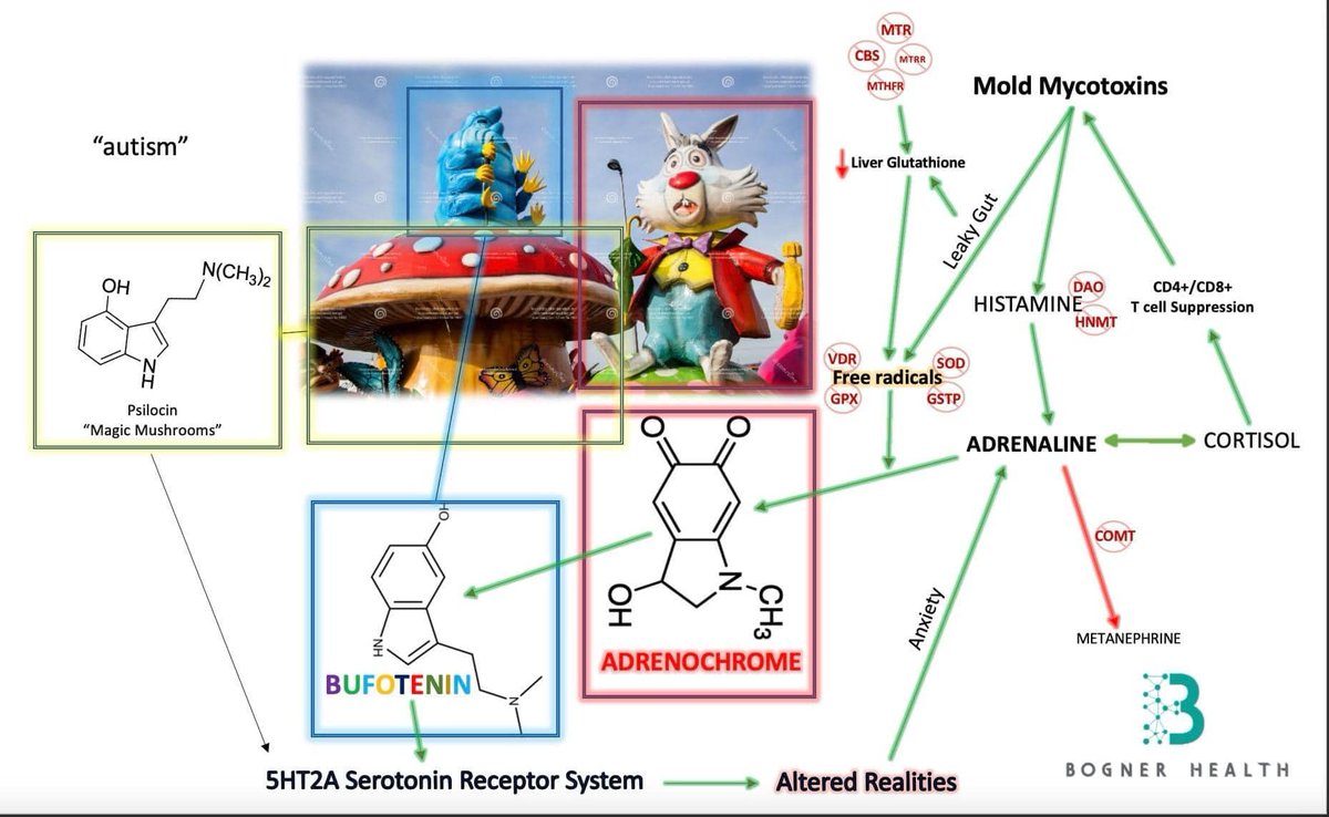 Christian Bogner MD tweet media