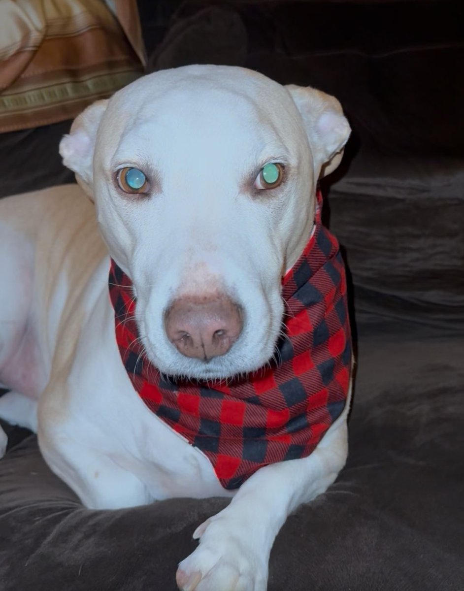 BarkBarkAccs's tweet photo. 🚨 Excited to announce our website is LIVE! 🚨

Featuring 10 Original Signature Bandanas with more to come soon! 

👛 SHOP NOW! 👛
To style your pup in the latest fashions! 

https://t.co/N0ULswv24g

#barkbarkaccessories #dogparents #shopbarkbark #dogfashion #SmallBusinessLove https://t.co/pOUt0anwOf