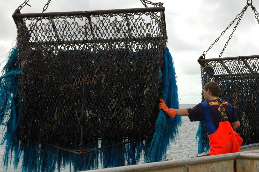 Niederlande: Muschelzüchter erwarten leichte Erholung dlvr.it/TQjT8z