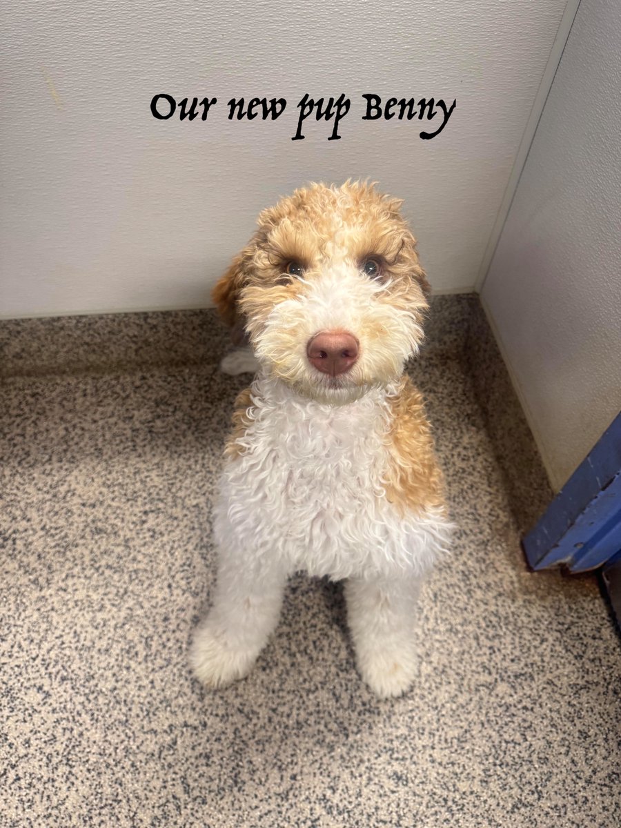 City Dogs tweet media