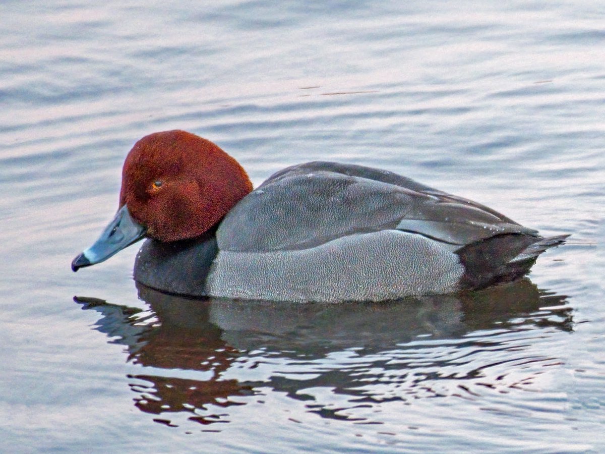 Manhattan Bird Alert tweet media