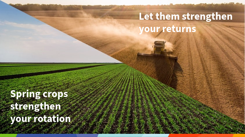 ADMAgriculture's tweet photo. Spring crops strengthen your rotation, let them strengthen your returns.

Our pool helps; 
✅Maximise margins
✅Manage risk 
✅Takes the pressure of beating the market off your hands.

Talk to your farm trader to book your spring crop in our pool. https://t.co/VzYAXS0KVF