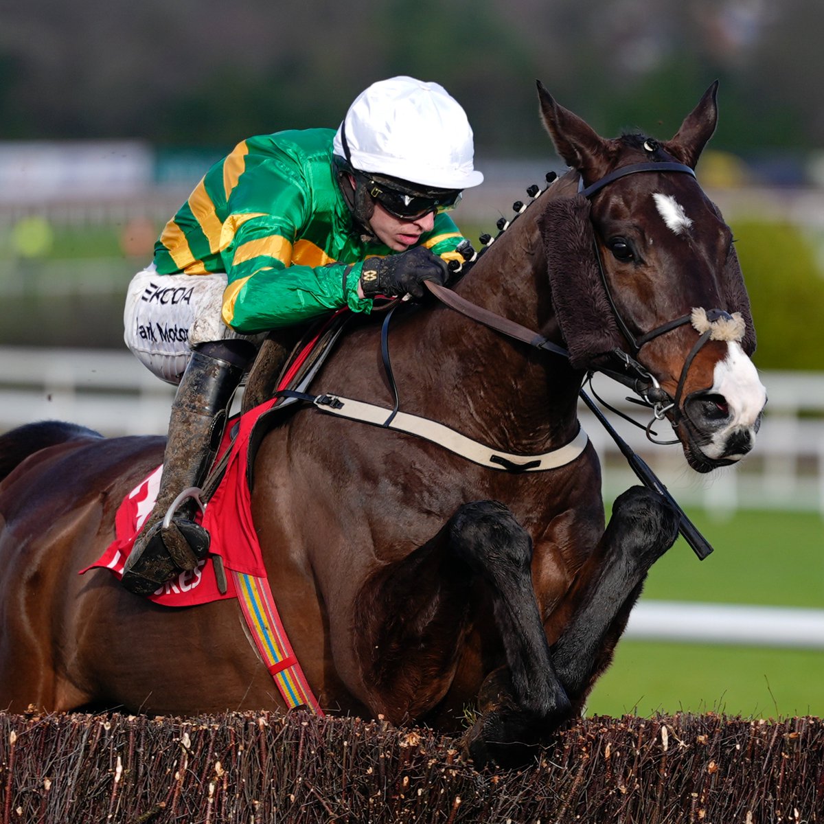RacingPost's tweet photo. Mark Walsh wins FOUR Grade 1s at the 2026 Dublin Racing Festival for JP McManus 💚💛
 
🏆 Kaid d'Authie (5-1)
🏆 Majborough (2-1)
🏆 Narciso Has (EVS)
🏆 Fact To File (9-2) https://t.co/iTjFImdGwJ