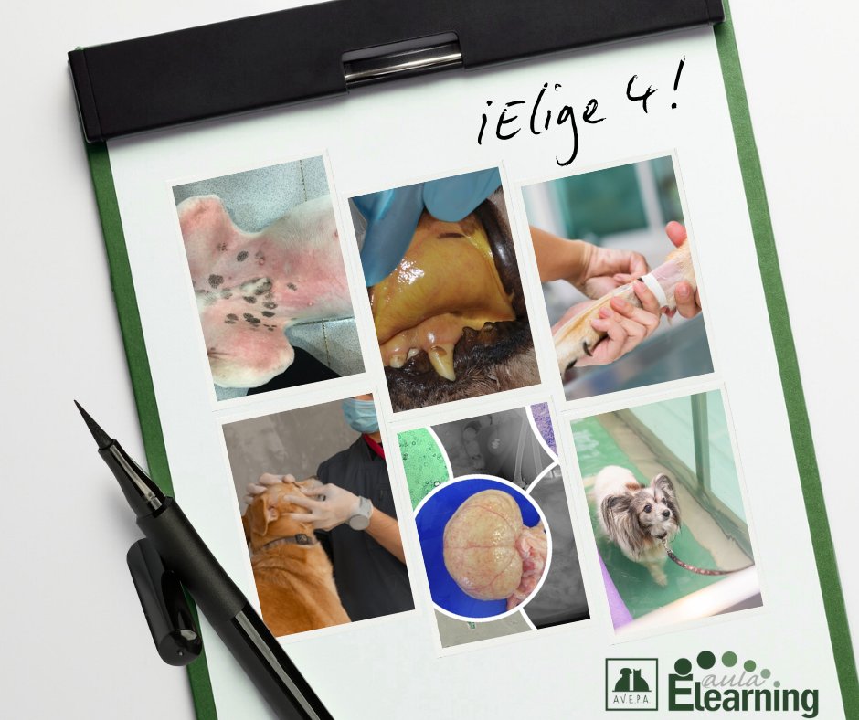 ✨ ¡Aprovecha la Oferta 3+1 de AVEPA Elearning! Elige 4 cursos online por el precio de 3 y crea tu pack de formación veterinaria para este año. 

🕒 Última semana para incluir el curso de Dermatitis atópica canina, que finaliza el 9 de febrero ‼️

formacion.avepaelearning.com/course/info.ph…