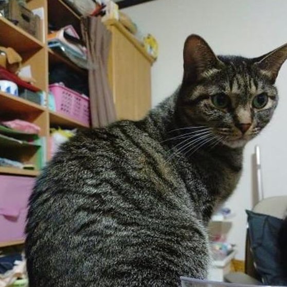 cockski's tweet image. 静かな夜が好き 👌