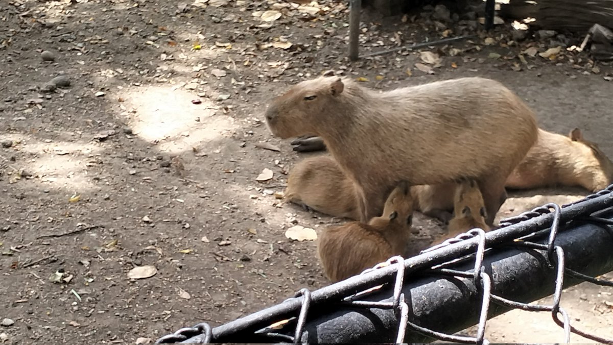 Tacsido's tweet photo. its been almost 17 years but finally got to visited the zoo again https://t.co/r1MKS4QOFB