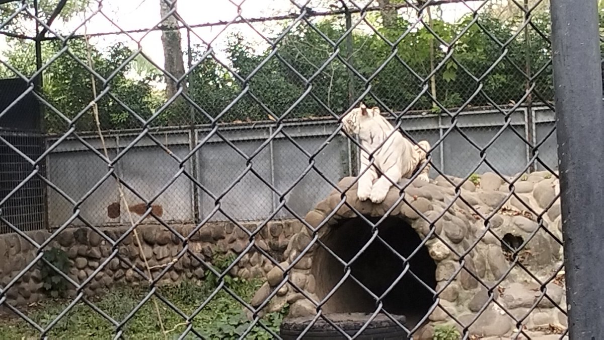 Tacsido's tweet photo. its been almost 17 years but finally got to visited the zoo again https://t.co/r1MKS4QOFB