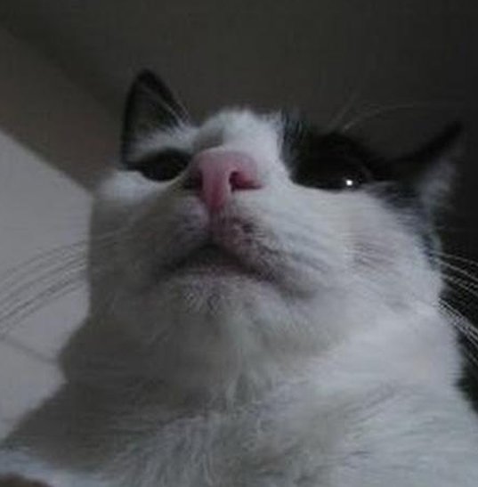 rasecwright's tweet image. 美しい靴 🐢