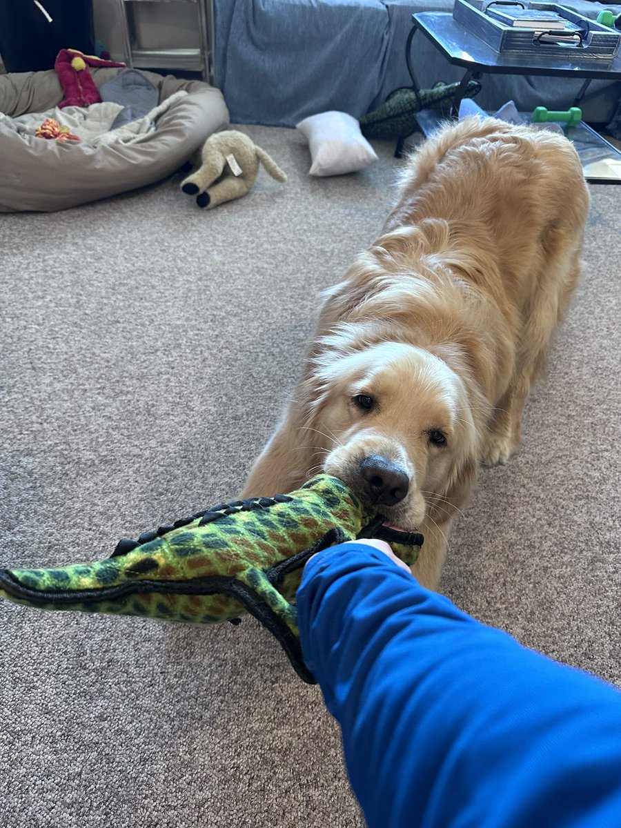 Logan & Shadow😇the Goldens tweet media