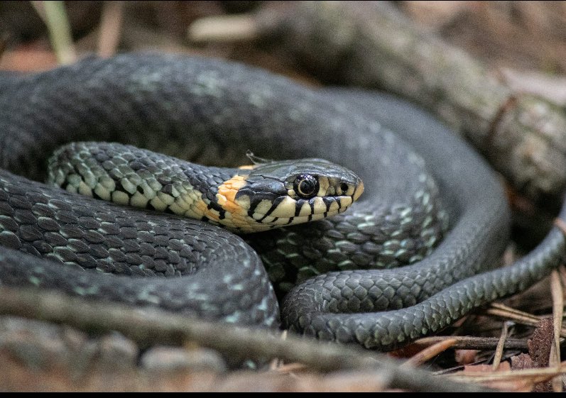 Social Soldier tweet media