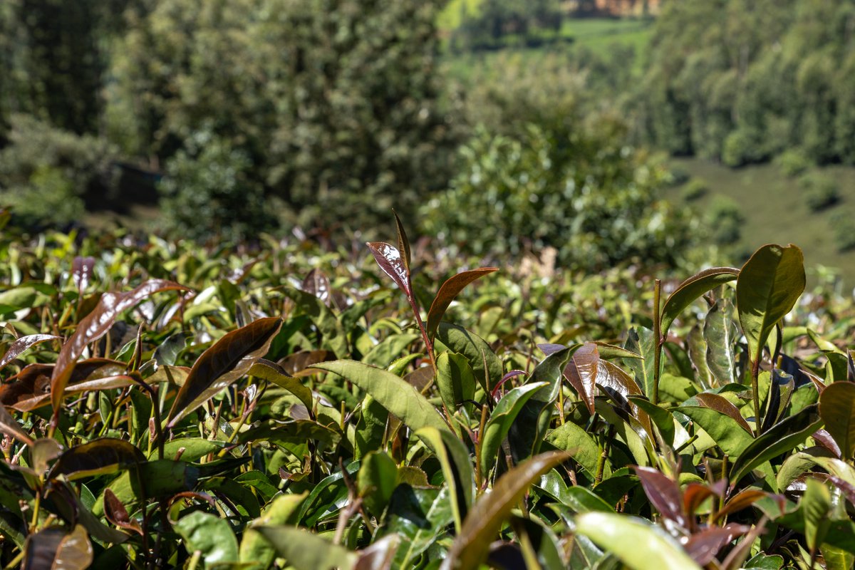Equity Bank Kenya tweet media