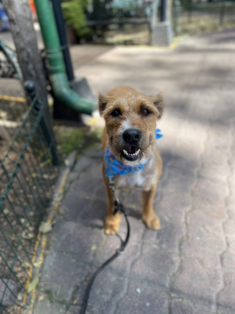 Bimba en adopción.🐾

Tiene 5 años,talla grande,protocolo completo.🩷
Le gusta mucho jugar,salir de paseo y comer.🥣 

Tiene mucha energía pero eso la hace súper especial,jamás te aburrirás a su lado.😄
Abre tu corazón para Bimba,y dale una oportunidad.
Estamos en CDMX.