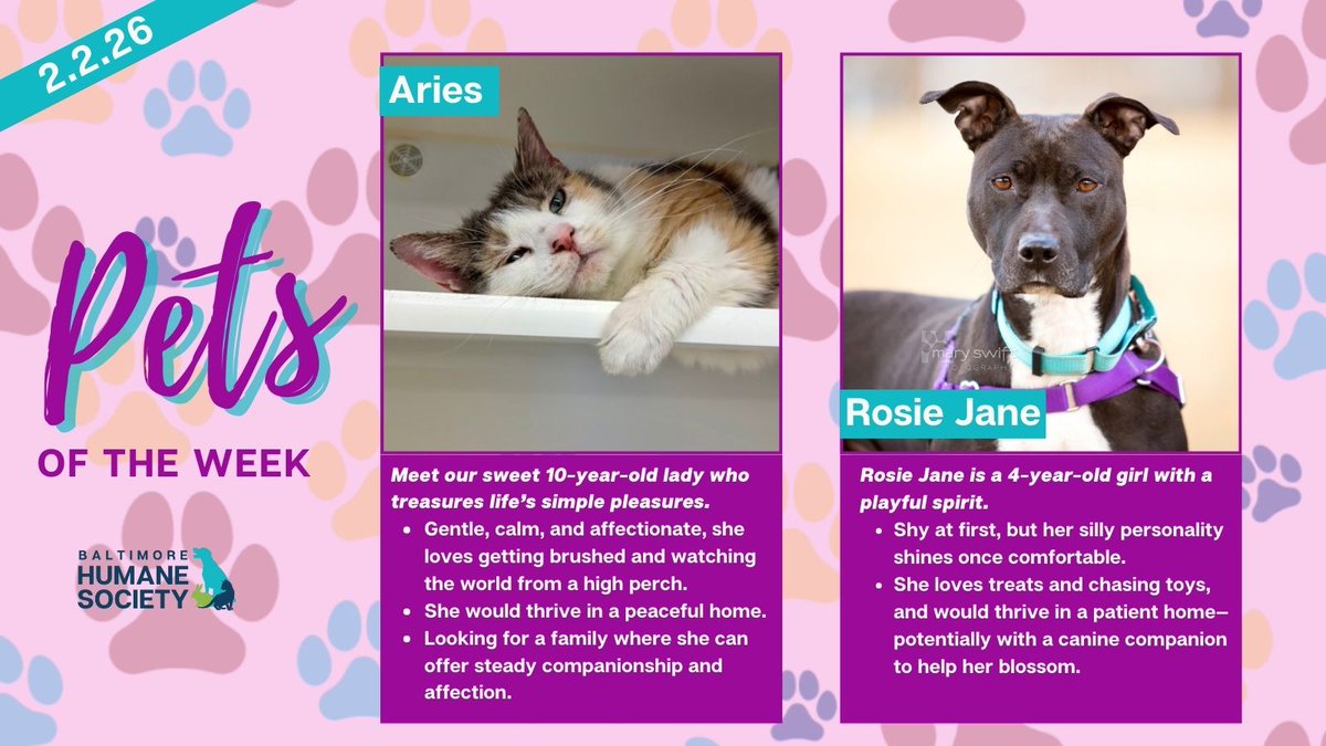 BMORE HUMANE tweet media