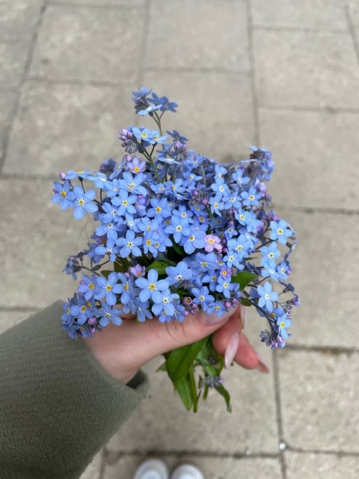 heart_jpg's tweet image. forget-me-not