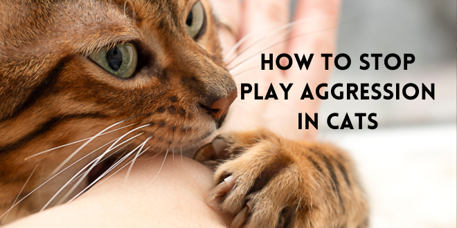 This is when playful bites, scratches, and ambushes become more serious and can actually cause injury. It’s something cat parents tend to notice more when the aggression is directed toward them, usually in the form of ankle attacks, ambushes, or biting and scratching that break