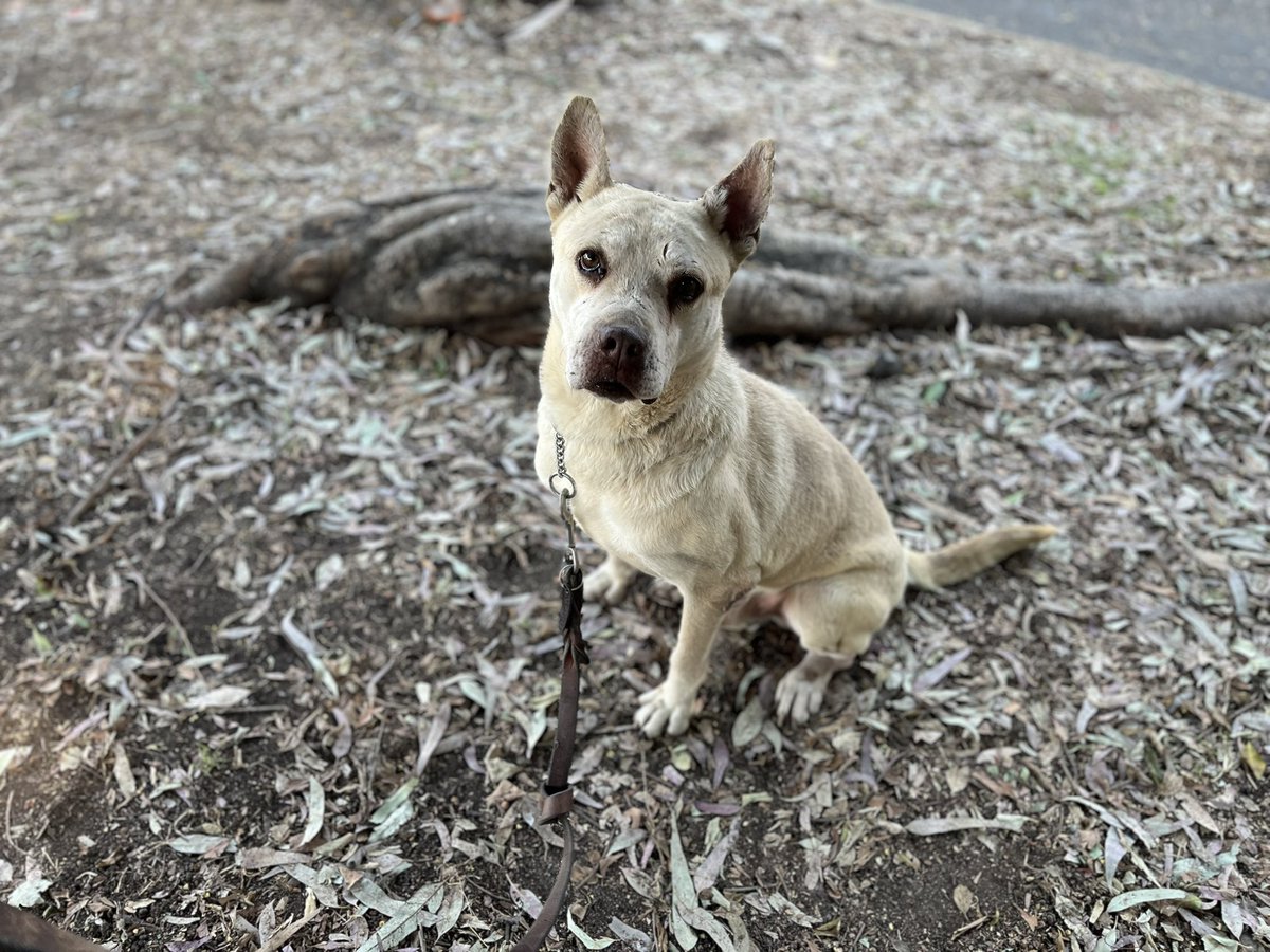 Eno ha pasado por cosas que ningún perrito debería vivir jamás… 💔🐾
Su historia duele, porque fue lastimado, usado y marcado por la crueldad humana. Aún así, aquí está,vivo y con ganas de seguir adelante.

Las cicatrices en su carita no hablan de agresión, hablan de