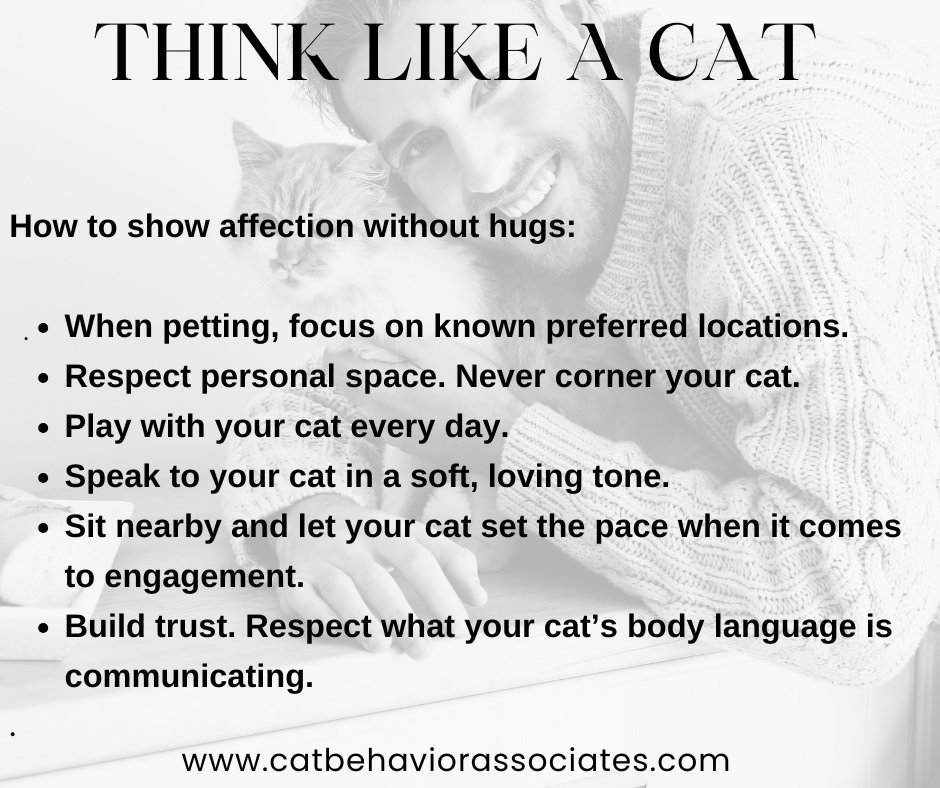 Not all cats express affection the same way, and some prefer connection without feeling restrained in any way. Respecting those preferences is one of the most meaningful ways to build trust and strengthen your bond. Hugging, a common sign of affection between humans, is not a