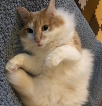 ebalignasay's tweet image. 食べ物が重い 😵