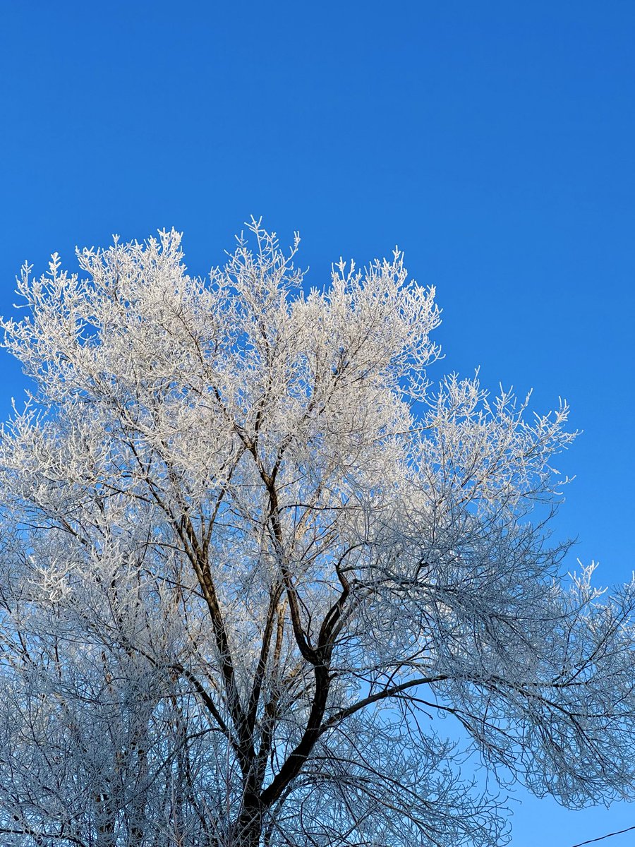 SturdyHugh's tweet photo. @KMacTWN a frosty and cold but beautiful morning here in Cambridge #YourWeather #OnWeather #FrostyMornings https://t.co/juEzGzjAnF