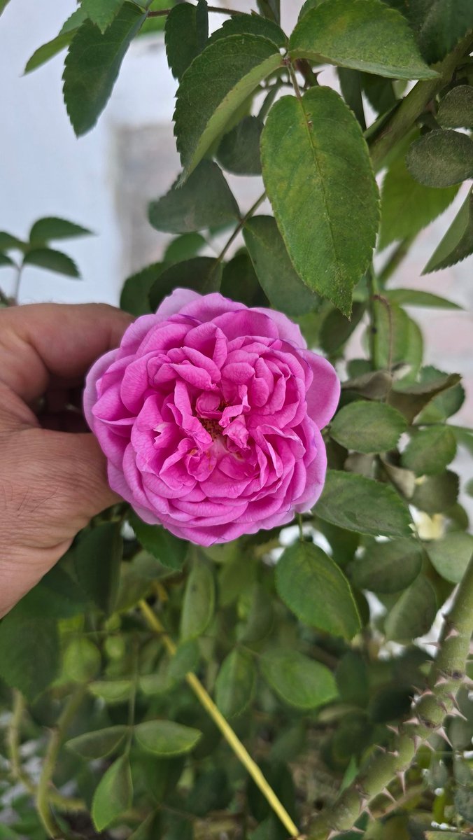 سيأتيك خير في حياتك وفرحه يعجز قلبك عن وصفها.. استبشر خير وقل يا رب"