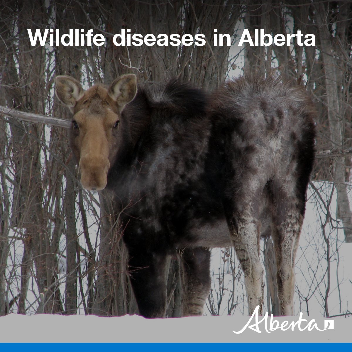 Wildlife diseases and parasites are a natural part of ecosystems. 

Though it’s quite rare to see sick or dying animals in Alberta, report any encounter to your nearest Fish and Wildlife office: alberta.ca/fish-wildlife-…