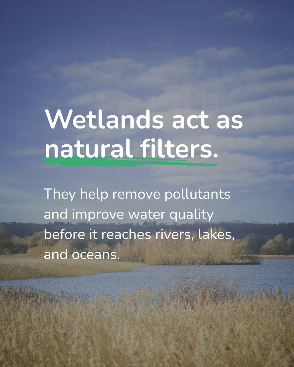 kabtweet's tweet photo. Today is World Wetlands Day 🌿

Wetlands play a powerful role in protecting water, supporting wildlife, and strengthening communities—often without us even noticing.

#WorldWetlandsDay #DoBeautifulThings #KeepAmericaBeautiful https://t.co/wkMiz5r2mf