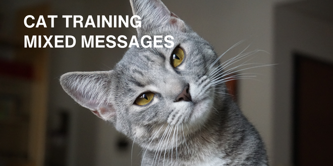 Surprisingly, you may be sending a mixed message to your cat when attempting to train or correct behavior issues. We’ve all done it at some point – we’ve unintentionally rewarded the cat for the very behavior we didn’t want displayed. How does this happen? It’s an easy and common