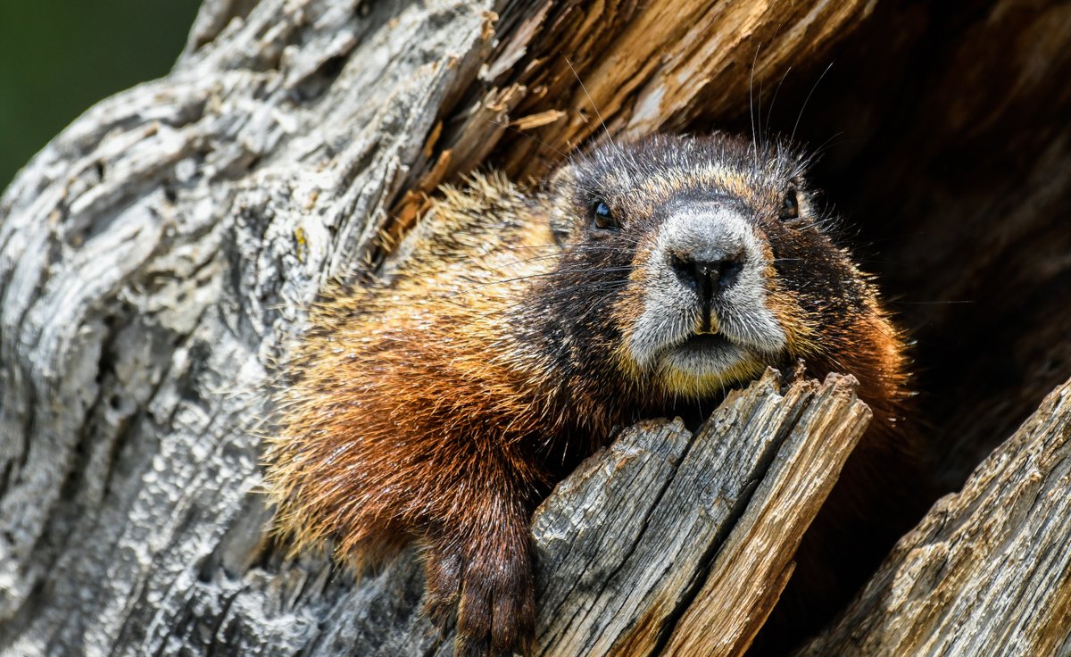 NPSYouth's tweet image. It’s 🦫 #GroundhogDay! Check out some of the parks where you can see marmots, including at @RockyNPS, @OlympicNP, @MountRainierNPS, @CapitolReefNPS, and @SequoiaKingsNPS!  ➡️ nps.gov/olym/learn/nat…

 📸 NPS 

#FindYourPark #EncuentraTuParque #Groundhog