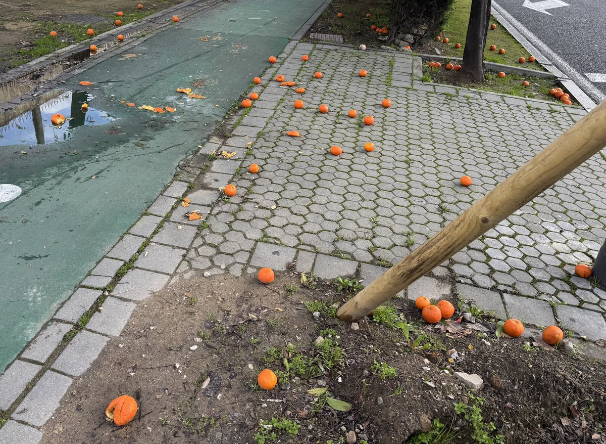 Distrito Sur, 2/2/26: calles y aceras llenas de naranjas caídas y resbaladizas tras la lluvia, peligro constante para sus vecinos y vecinas.  
Días sin recogida efectiva mientras el riesgo crece.  
<a href="/Ayto_Sevilla/">Ayuntamiento de Sevilla</a> y <a href="/blancagastalver/">Blanca Gastalver Molina</a>: actúen ya!Basta ya de abandono. #LimpiezaYa