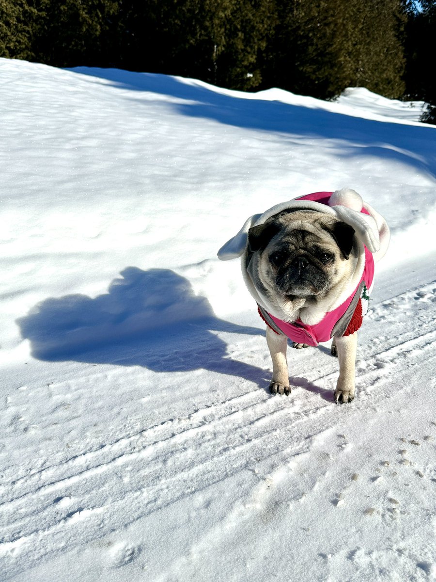 Edna the Pug & Angel Edie 🌈 tweet media