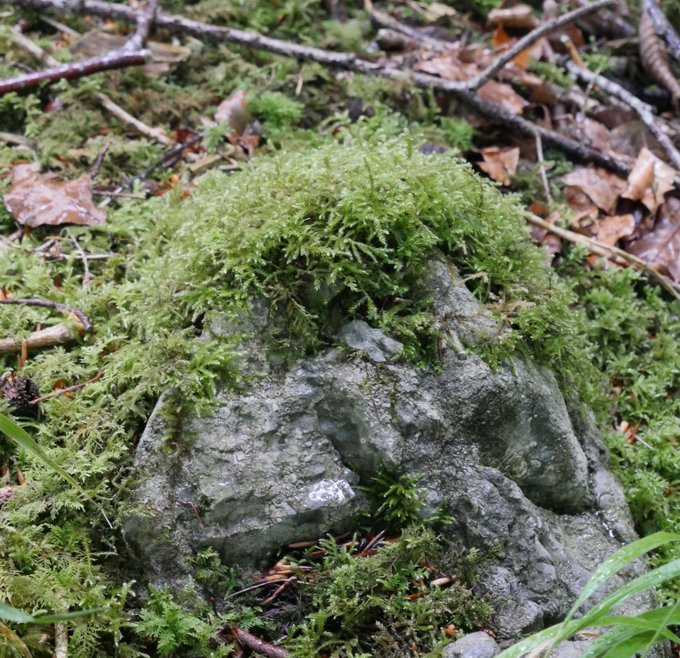 Tree_Folklore's tweet photo. A little moss makes everything s little better 🌿 https://t.co/UTLIY78UeK