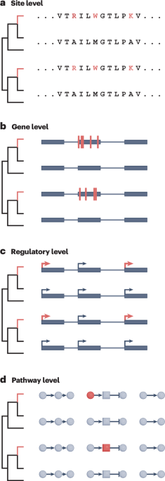 NatureRevGenet's tweet photo. New online! The genetic foundations of convergent traits https://t.co/RVVedcXCrN https://t.co/G3tKcLgQq3