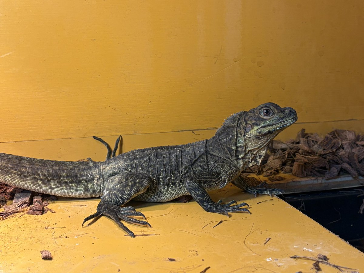 yuma爬虫類ケージ工房様 リクエスト 3点 まとめ商品 オーダー頂いた物です！ いつもありがとうございます。 #木製ケージ