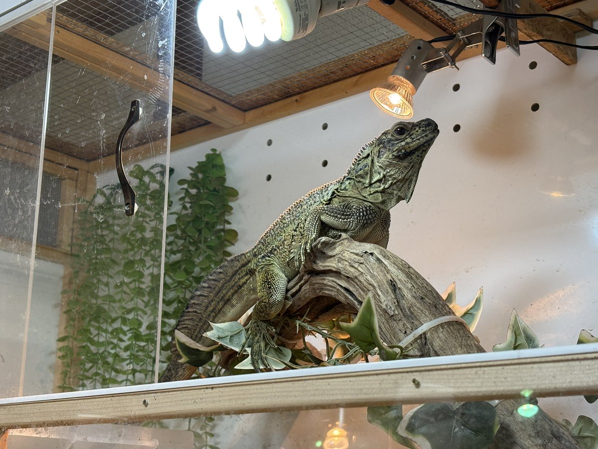 yuma爬虫類ケージ工房 (@hokakenoken) / Posts / X