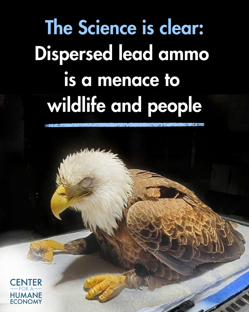 Center for a Humane Economy tweet media