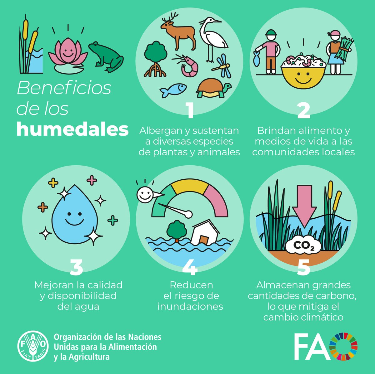 FAOChile's tweet photo. ⚠️ Los humedales son el ecosistema más amenazado del mundo.

Y aunque sólo cubren alrededor del 6% de la superficie terrestre, albergan 40% de todas las especies de plantas y animales.

En el #DíaDeLosHumedales te damos 5️⃣ motivos por los que debemos proteger estos ecosistemas 👇 https://t.co/eN6iouhOKi