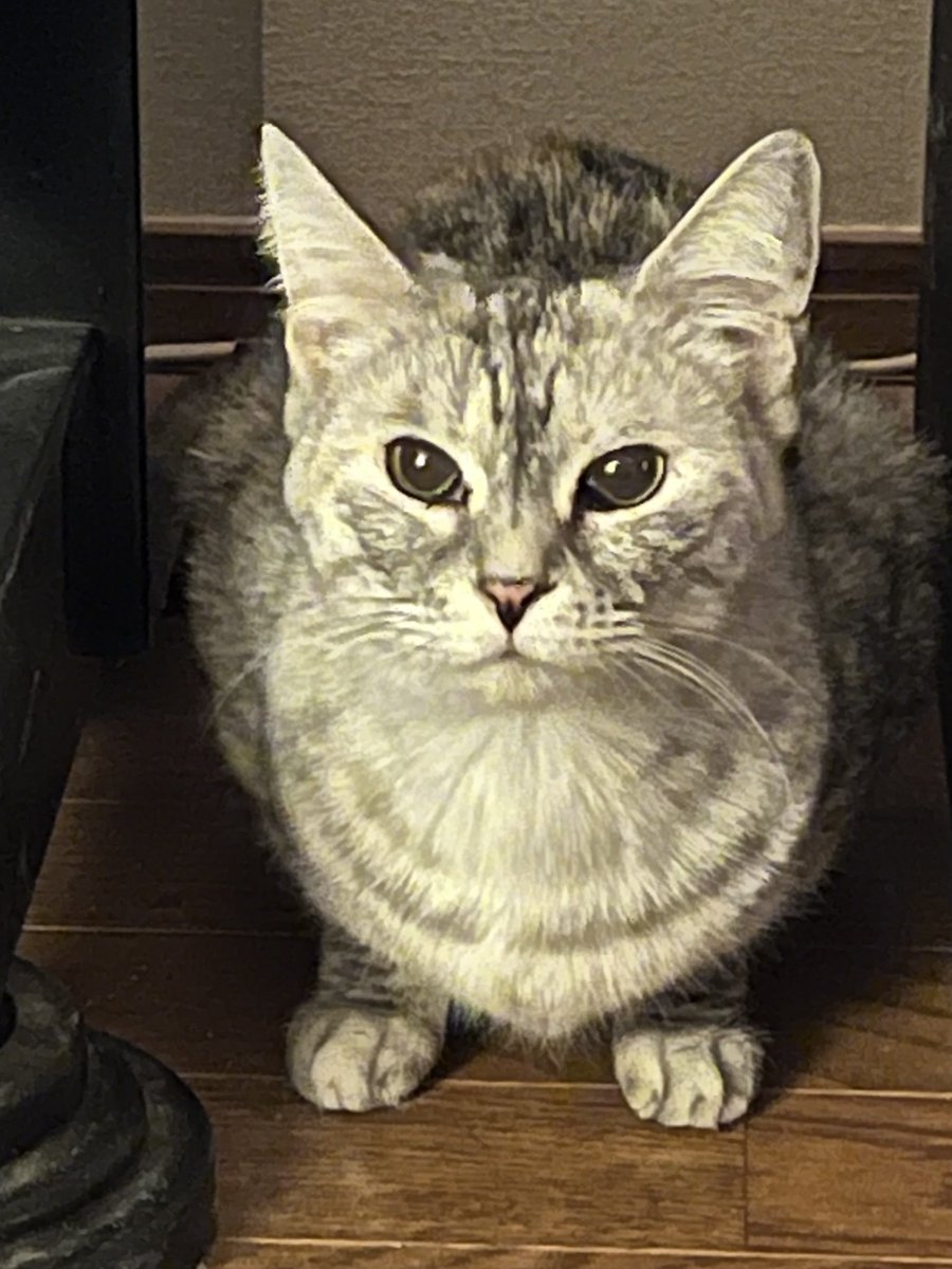 otonanomi201211's tweet photo. キリッ。マドレーヌちゃん、到着です。

#cat #americanshorthaircat #保護猫　#マドレーヌ https://t.co/6B95lRqkZT