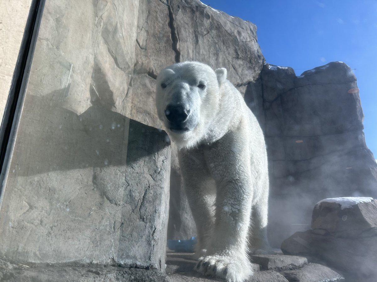 Como Zoo tweet media