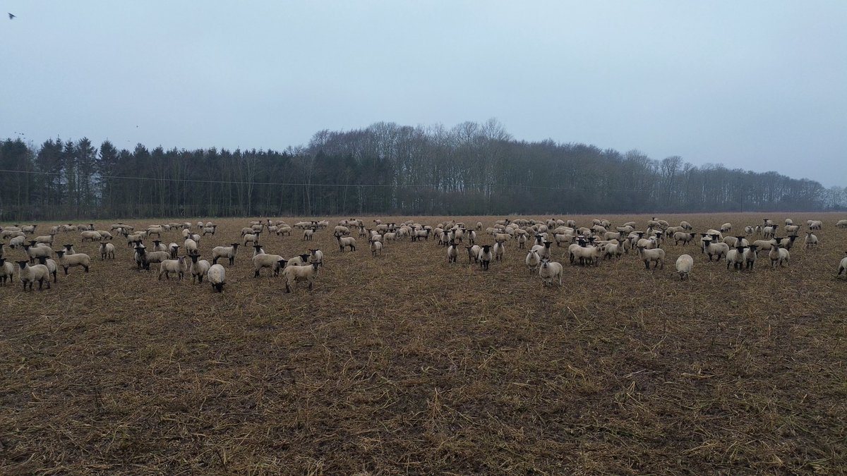 Michael Balls tweet media