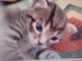 Alex_KitV2's tweet photo. Isa' et Ray, mes chats adopter milieu d' année sont des amours, isa fonce me faire des câlins dès que j'ai de mauvaise pensée, une vraie thérapeute ambulante

Au revoir Gyzmo, on dit que les chats ont 9 vies, on se reverra alors encore et encore, je le sais ♥️ https://t.co/gPuJLoK1zY