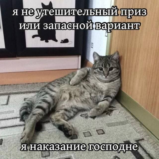 cats, i love cats (@catsilcats) on Twitter photo 