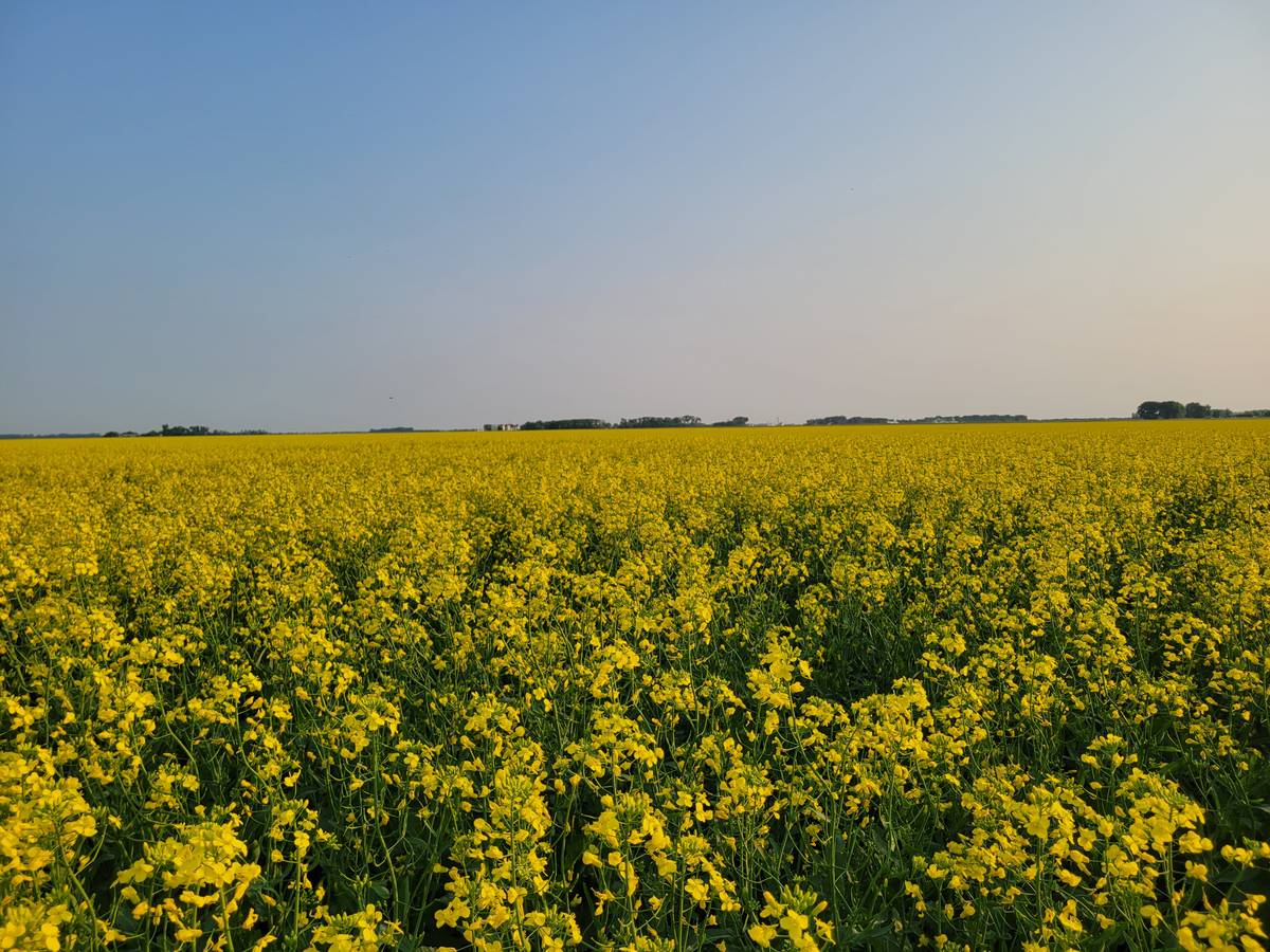 realagriculture's tweet image. Proposed changes to Canada's Clean Fuel Regulations lack support for canola in biofuel production, say industry groups. 

Key recommendations still need addressing. 

Read more: ow.ly/mvQi50Y7hRB #cdnag #biofuels #westcdnag #farming #agriculture