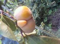 WashingtonToe's tweet image. いつの恋人かな？ 🙃