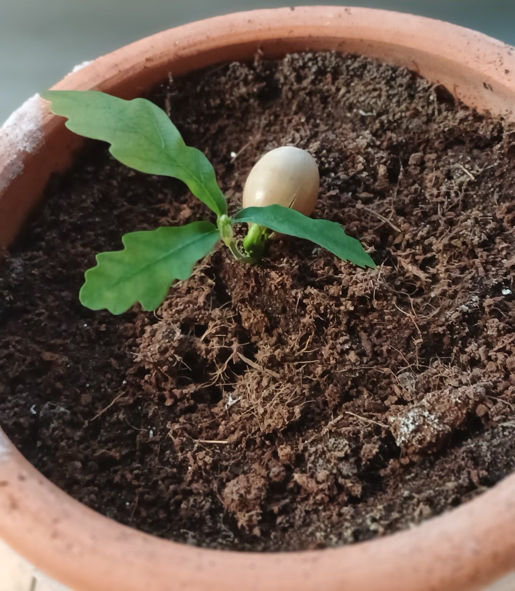 Lucy Worsley tweet media