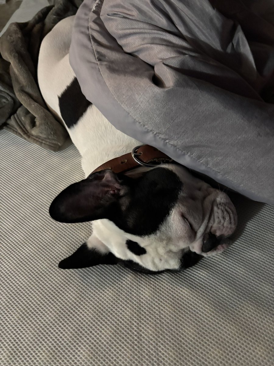 自分で上手に布団入ってイビキかきながら寝てる🐶🖤