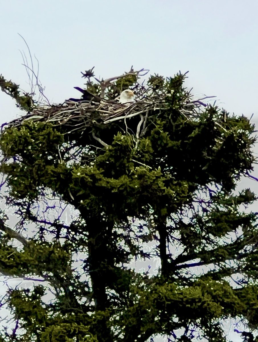 HillbillyDNA's tweet image. A beautiful Bald Eagle nesting in the tip top of a tree in Alaska 🦅

🇺🇸
Took with iPhone