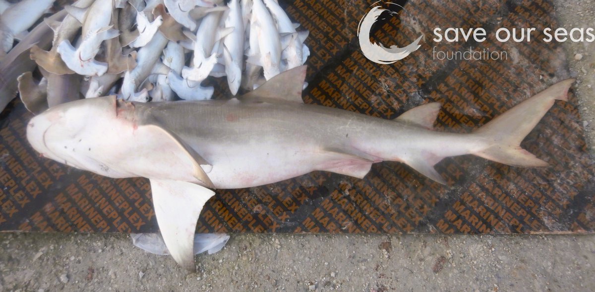This sub-adult male lemon shark (Negaprion acutidens) measured 211cm and weighed 55.6 Kg, English River market (31/01/26). SOSF-funded project: Monitoring the effectiveness of new shark protection laws in Seychelles. #saveourseasfoundation #ArtisanalFisheries #negaprionacutidens